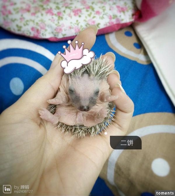 養一窩小刺猬是一種怎樣的體驗？