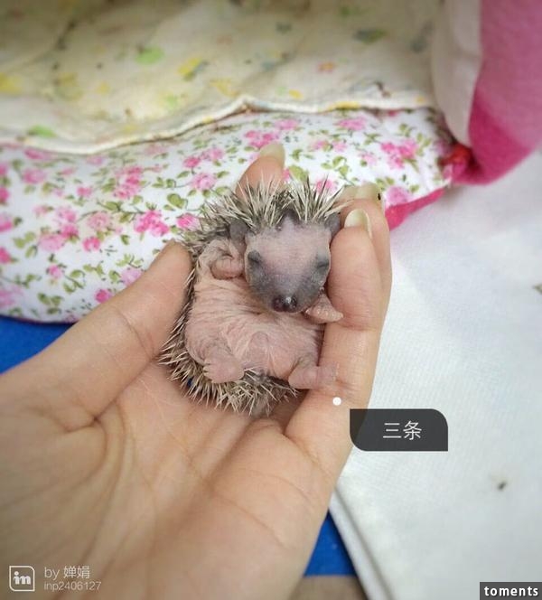 養一窩小刺猬是一種怎樣的體驗？