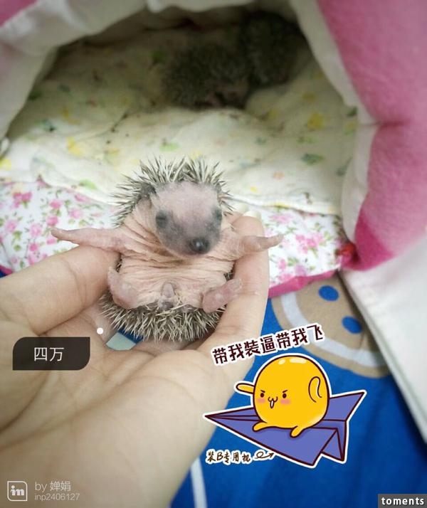 養一窩小刺猬是一種怎樣的體驗？