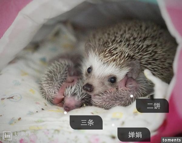 養一窩小刺猬是一種怎樣的體驗？
