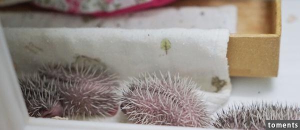 養一窩小刺猬是一種怎樣的體驗？
