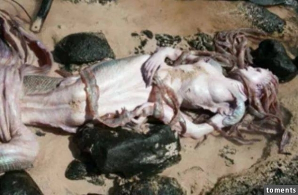 巴西一小島沙灘上，出現傳說中的美人魚