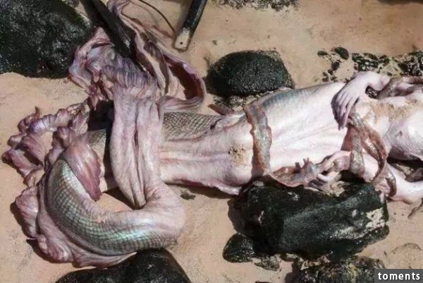 巴西一小島沙灘上，出現傳說中的美人魚