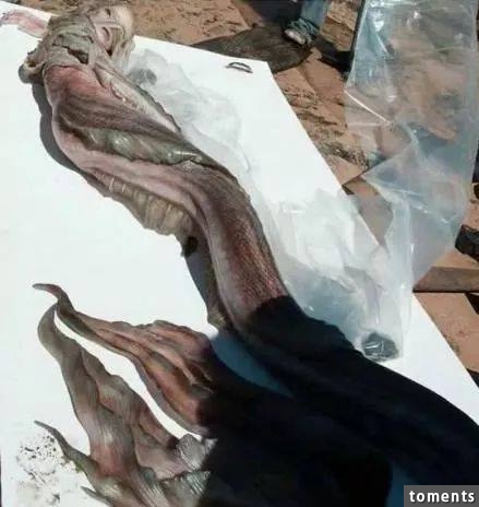巴西一小島沙灘上，出現傳說中的美人魚