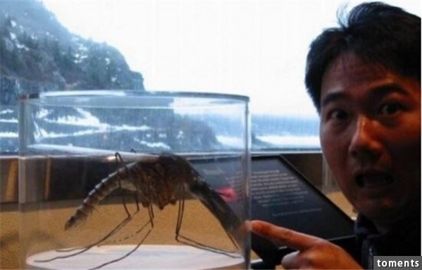 近30年全球被捕獲的20大吃人怪獸！ ！竟然有蚊子比龍蝦還大！震驚！實在太不可思議