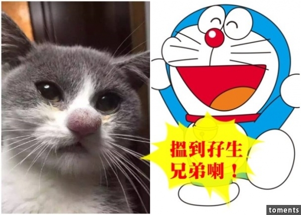 貓媽化身八爪魚站起喂B喝奶；主人一句「別那麼嚴肅」 乖乖狗即笑住拍照！
