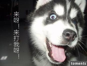 為什麼狗壽命只有十幾年？知道它們短命的原因後，難過得說不出話