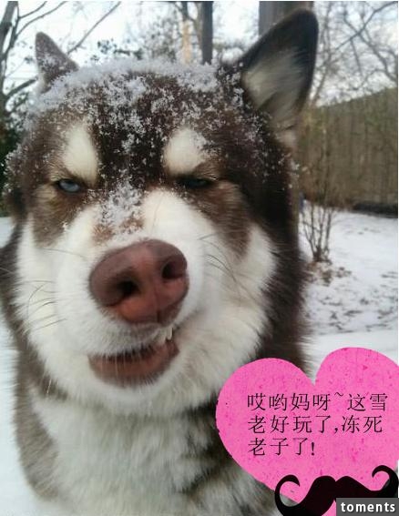 為什麼狗壽命只有十幾年？知道它們短命的原因後，難過得說不出話