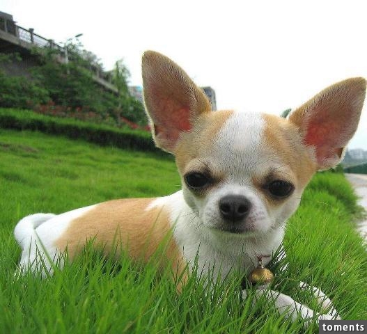 為什麼狗壽命只有十幾年？知道它們短命的原因後，難過得說不出話