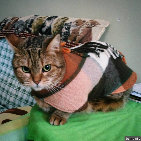 A cape is the purrfect, classy way to stay toasty.