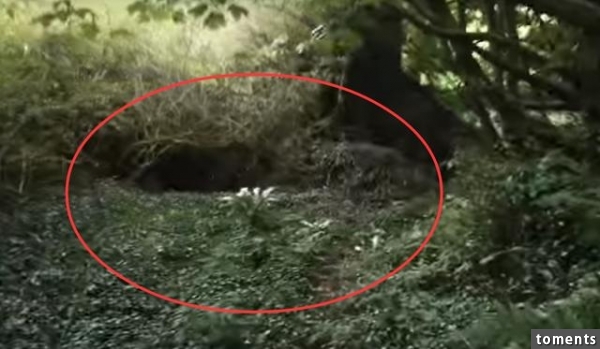 男子在山裡狩獵無意中發現一個山洞，進去之後嚇壞了！