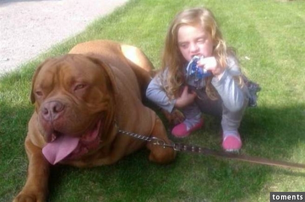 4歲女童被巨型獒犬咬死 只因她一句「自私的謊言」