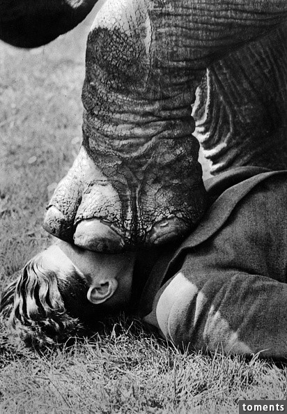 Either some kind of elephant trick...or moments before disaster?