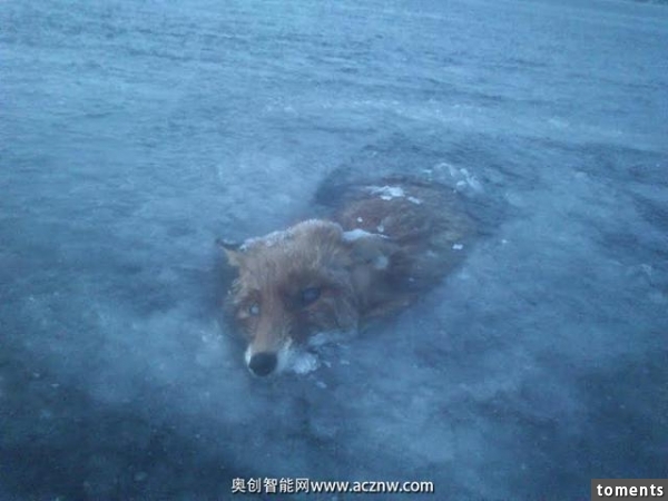 一男子去結冰的湖面上滑冰然後在湖里發現了可怕的一幕