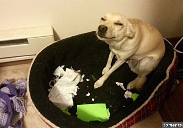 No One Is Gonna Believe That I Actually Ate Your Homework