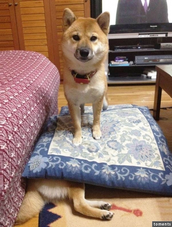 Badass Shiba