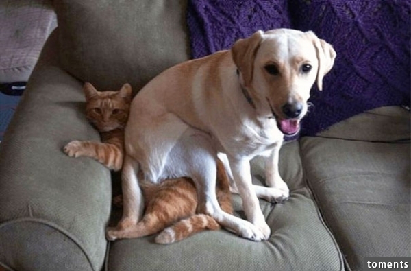 When My Dog Decided To Sit On My Cat