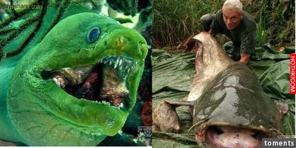 全世界11種神秘食人水獸...你絕對沒見過！ 最後一個也太可怕！