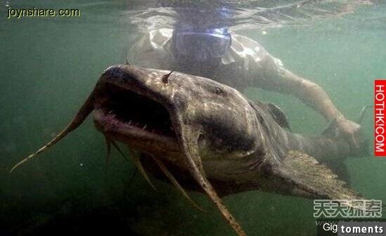 全世界11種神秘食人水獸...你絕對沒見過！ 最後一個也太可怕！
