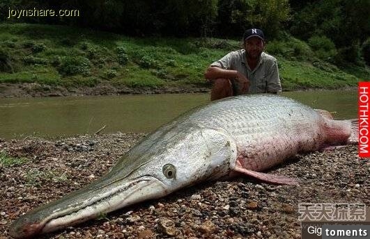 全世界11種神秘食人水獸...你絕對沒見過！ 最後一個也太可怕！
