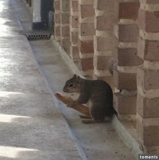 Der kleine Racker hat ein Brot gefunden.
