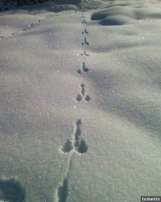 Das sind Spuren im Schnee.