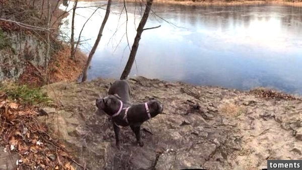 Dieser zweiköpfiger Hund: