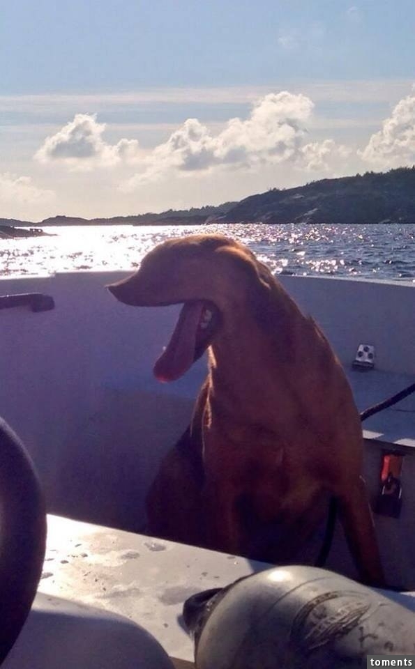 Dieser Höllen-Hund: