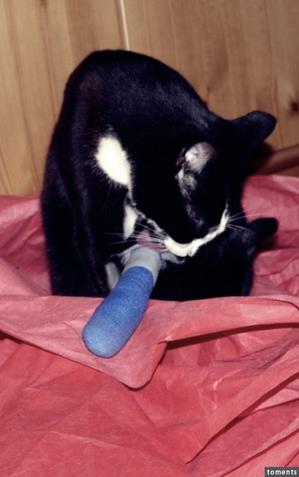 Dieser Gips: