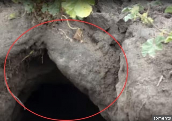 男子在自家菜地下面發現一個洞，沒想到裡面居然住著不知名動物！