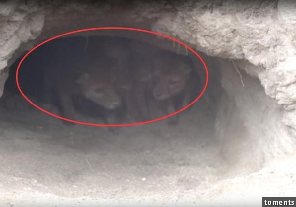 男子在自家菜地下面發現一個洞，沒想到裡面居然住著不知名動物！