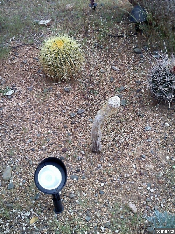 Das ist nur ein Kaktus: