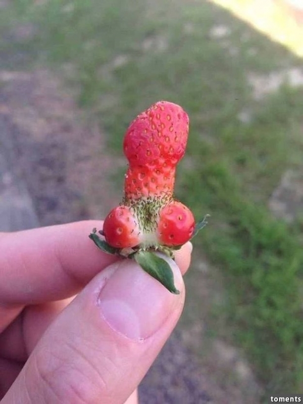 Das ist nur eine Erdbeere: