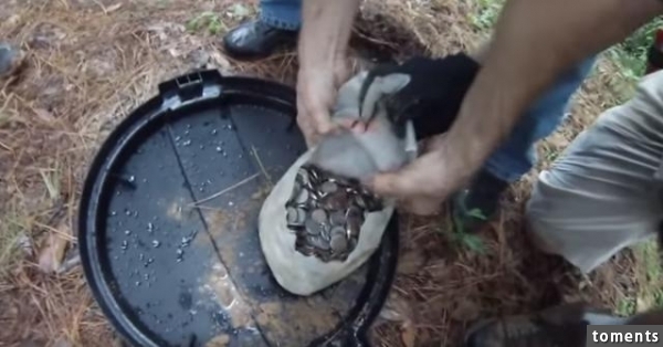 他們提著一個儀器在樹林中來回走最終發現的東西令他們驚訝不已