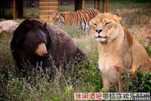 毒梟買下三隻猛獸想看他們自相殘殺，最後的結果讓你想像不到
