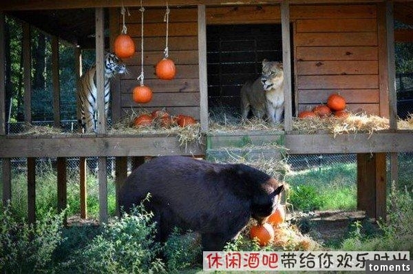 毒梟買下三隻猛獸想看他們自相殘殺，最後的結果讓你想像不到
