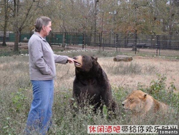 毒梟買下三隻猛獸想看他們自相殘殺，最後的結果讓你想像不到