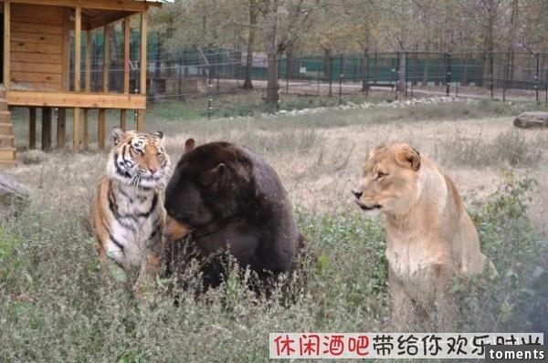 毒梟買下三隻猛獸想看他們自相殘殺，最後的結果讓你想像不到