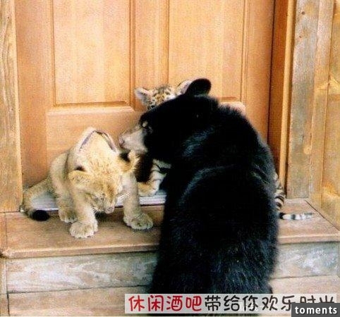 毒梟買下三隻猛獸想看他們自相殘殺，最後的結果讓你想像不到