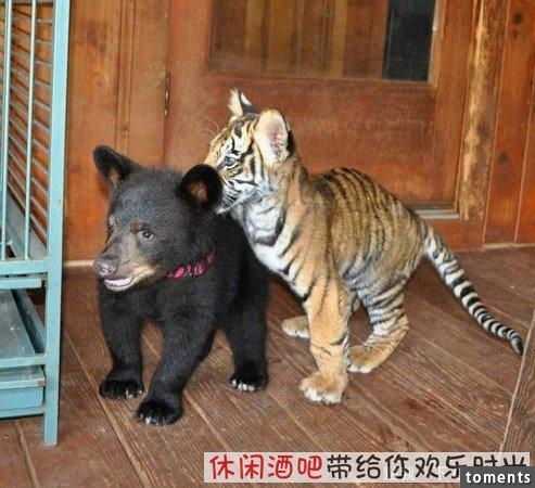 毒梟買下三隻猛獸想看他們自相殘殺，最後的結果讓你想像不到