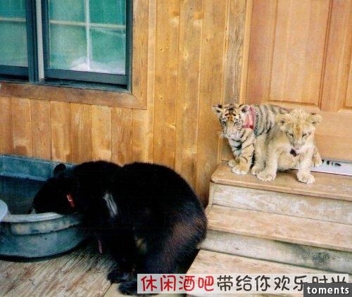 毒梟買下三隻猛獸想看他們自相殘殺，最後的結果讓你想像不到