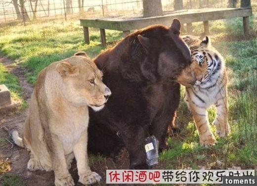 毒梟買下三隻猛獸想看他們自相殘殺，最後的結果讓你想像不到