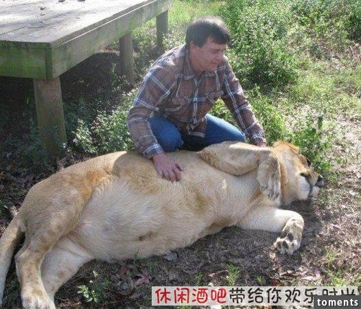 毒梟買下三隻猛獸想看他們自相殘殺，最後的結果讓你想像不到