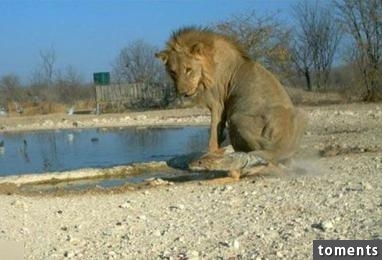 抓拍豺狼與雄獅一起在河邊喝水，豺狼竟然做出了這樣的事情！