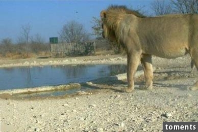 抓拍豺狼與雄獅一起在河邊喝水，豺狼竟然做出了這樣的事情！