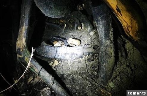黑夜突然出現一隻大黑狗不停地朝他們叫，跟過去竟看到意外的驚喜