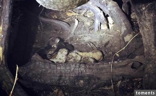 黑夜突然出現一隻大黑狗不停地朝他們叫，跟過去竟看到意外的驚喜