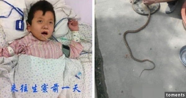 奶奶無故亂殺蛇，孫子竟然立馬呈現「植物人」狀態！真實因果報應...