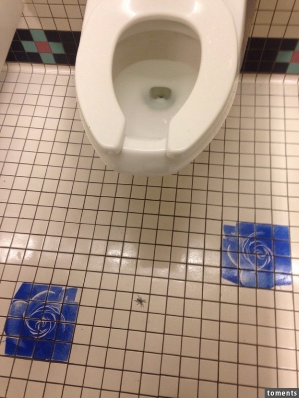 This brotist who painted a spider on the floor of the women's bathroom: