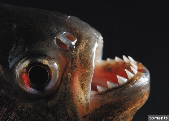 為了證明食人魚會不會胡亂攻擊人，主持人竟然脫光躺進食人魚池…結果嚇死人